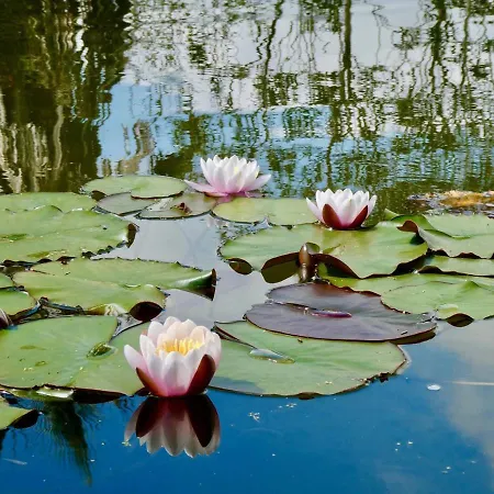 Vida-vi, And Bed & Breakfast Carvalhal Bemfeito