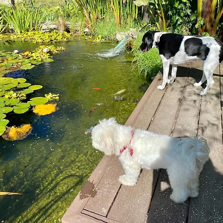 Vida-vi, And Bed & Breakfast